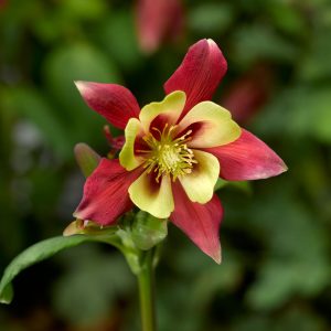 Aquilegia caerulea Kirigami Red & White