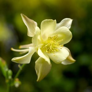 Aquilegia caerulea Kirigami Yellow