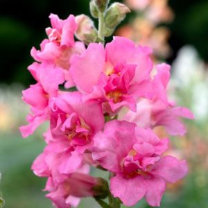 Antirrhinum majus Madame Butterfly Rose