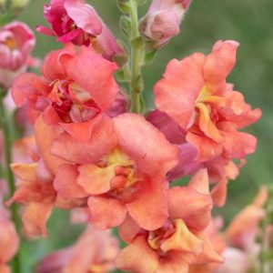 Antirrhinum majus Madame Butterfly Bronze