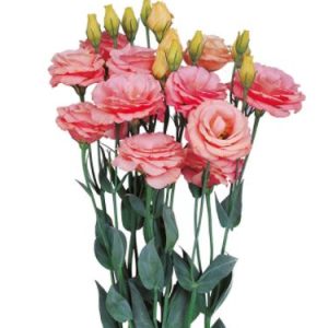 Lisianthus (Eustoma) grandiflorum Rosita 2 Apricot