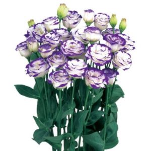 Lisianthus (Eustoma) grandiflorum Rosita 2 Blue Picotee