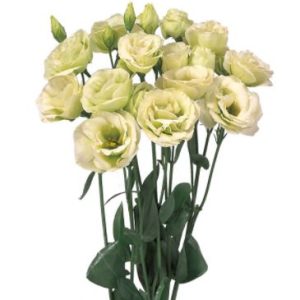 Lisianthus (Eustoma) grandiflorum Rosita 2 Green