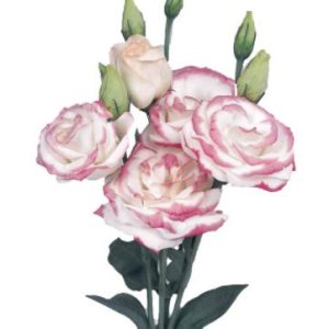 Lisianthus (Eustoma) grandiflorum Rosita 2 Hot Lips