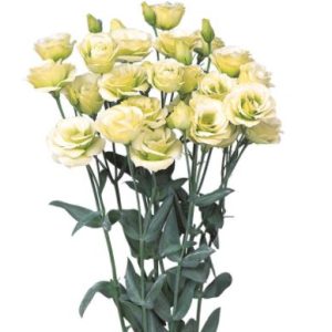 Lisianthus (Eustoma) grandiflorum Rosita 2 Jade