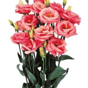Lisianthus (Eustoma) grandiflorum Rosita 2 Pink