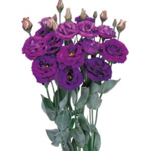 Lisianthus (Eustoma) grandiflorum Rosita 2 Purple