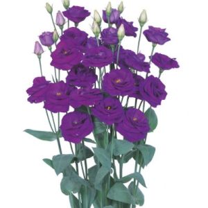 Lisianthus (Eustoma) grandiflorum Rosita 2 Sapphire