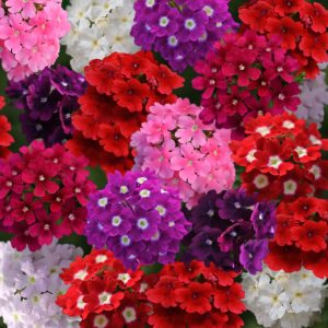 Verbena hybrida compacta Quartz XP Mixture