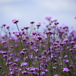 Verbena bonariensis Vanity