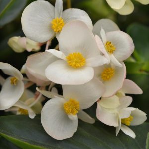 Begonia interspecific Dragon Wing White