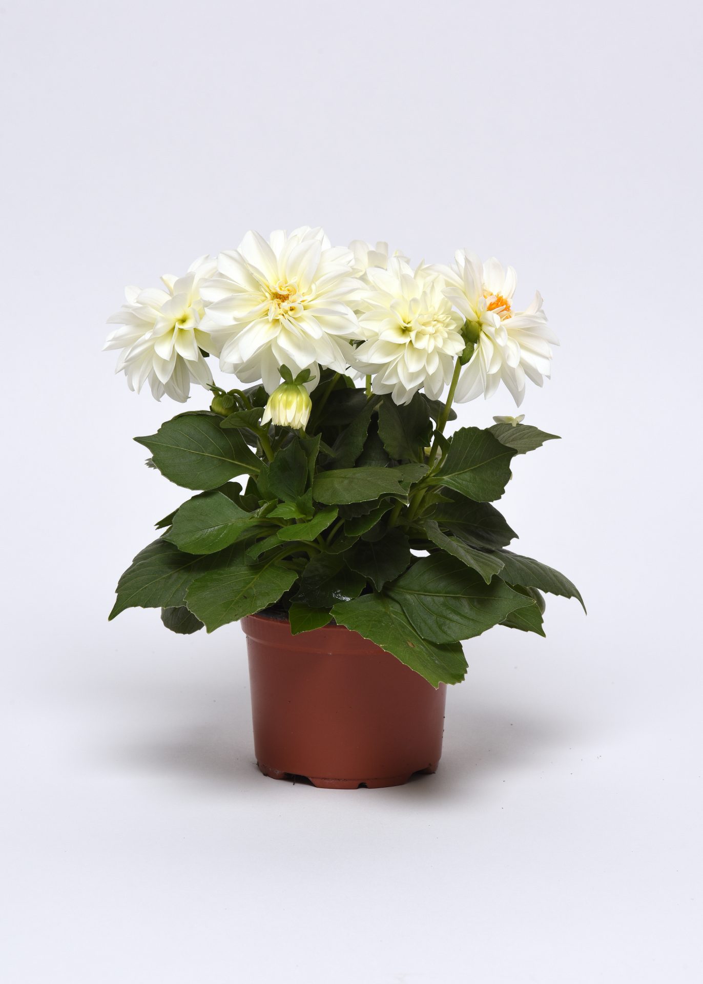 Dahlia x hybrida Figaro White – Obrázok 2