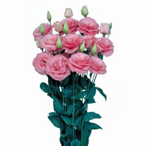 Lisianthus (Eustoma) grandiflorum Mariachi 2 Pink