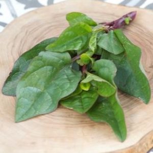 Basella rubra Select Red