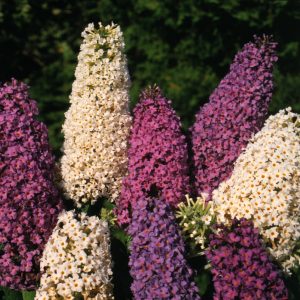 Buddleja davidii Butterfly Hybrids