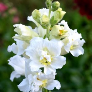 Antirrhinum majus Madame Butterfly Ivory