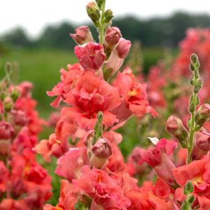 Antirrhinum majus Madame Butterfly Cherry Bronze