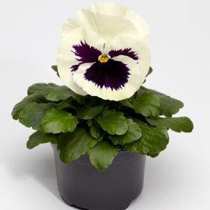 VIOLA wittrockiana FINO WHITE WITH BLOTCH