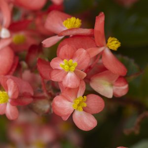 Begonia interspecific Hula Red White Bicolor