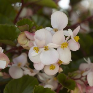 Begonia interspecific Hula Blush