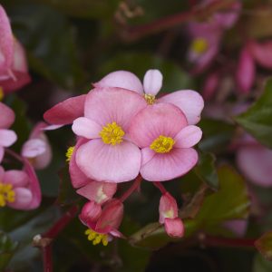 Begonia interspecific Hula Pink