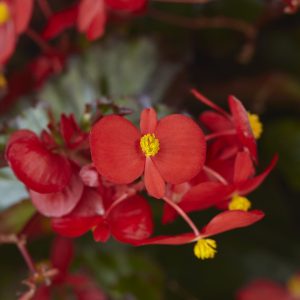 Begonia interspecific Hula Red