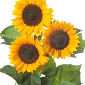 Helianthus annuus Sunrich Orange Summer DMR