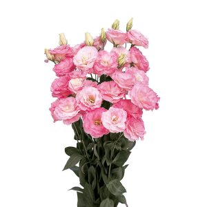 Lisianthus (Eustoma) grandiflorum Mariachi 2 Misty Pink