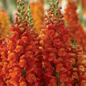 Antirrhinum majus Overture 2 Orange