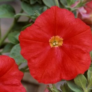 Petunia hybrida Trilogy Scarlet