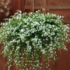 Bacopa (Sutera) cordata Snowtopia