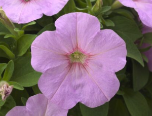 Petunia hybrida Trilogy Pink Lips