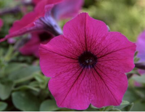 Petunia hybrida Trilogy Purple
