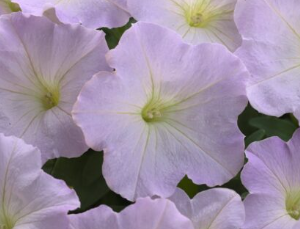 Petunia hybrida Trilogy Lavender Pink