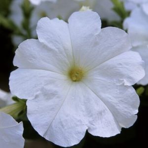 Petunia hybrida Trilogy White