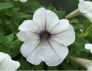 Petunia hybrida Trilogy Silver Blotch