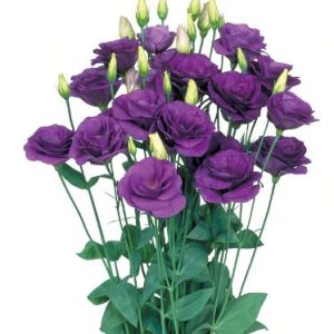 Lisianthus (Eustoma) grandiflorum Mariachi 2 Blue