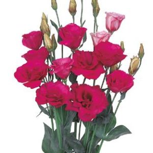 Lisianthus (Eustoma) grandiflorum Mariachi 2 Carmine