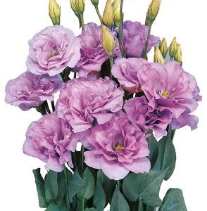 Lisianthus (Eustoma) grandiflorum Mariachi 2 Lavender