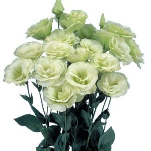 Lisianthus (Eustoma) grandiflorum Mariachi 2 Lime Green
