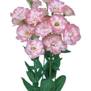 Lisianthus (Eustoma) grandiflorum Mariachi 2 Pink Picotee