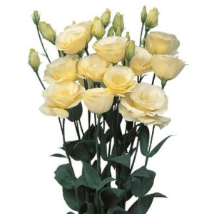 Lisianthus (Eustoma) grandiflorum Mariachi 2 Yellow