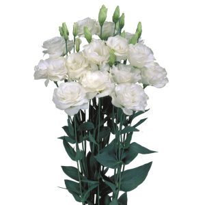 Lisianthus (Eustoma) grandiflorum Mariachi 2 Pure White