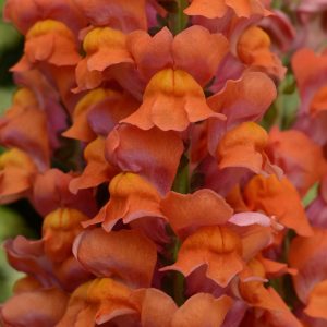 Antirrhinum majus Maryland Dark Orange