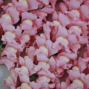 Antirrhinum majus Maryland True Pink