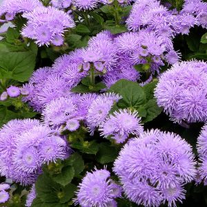 Ageratum houstoniamum Kona Blue