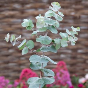 Eucalyptus pulverulenta Silver-leaved mountain gum