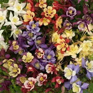 06420-1 Aquilegia Hybrida Earlybird Mixture