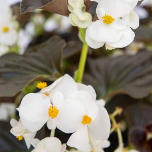 Begonia benariensis Big White With Bronze Leaf