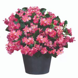 Begonia benariensis Big Deep Pink With Green Leaf